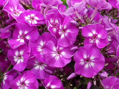 FLOKSIS SKARAINAIS „PURPLE KISS”