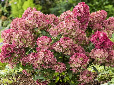 SKARAINĀ HORTENZIJA / Hydrangea paniculata “PETITE STAR”