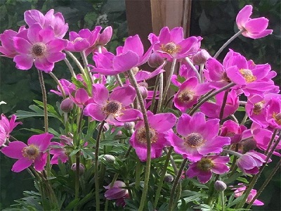 anemone-apring_beauty_pink_siguldasdarznieks