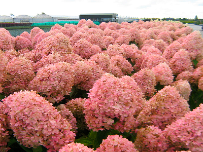 ​HORTENZIJA SKARAINĀ/ HYDRANGEA PANICULATA „MAGICAL CANDLE”