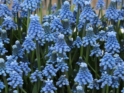 MUSKARE OŠĒ / Muscari Aucheri „BLUE MAGIC”