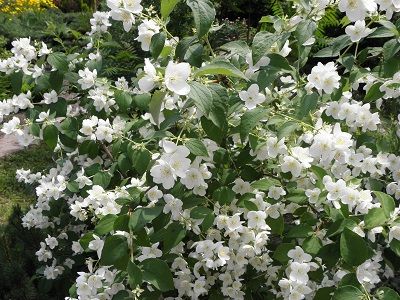 ​FILADELFS PARASTAIS – JASMĪNS / PHILADELPHUS CORONARIUS