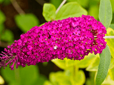 BUDLEJA DĀVIDA „ROYAL RED”