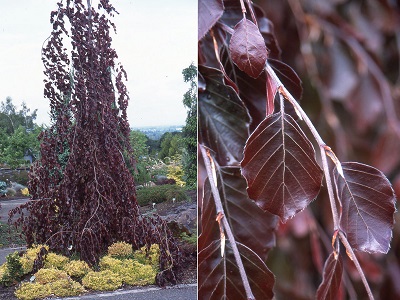 ​DIŽSKABĀRDIS PARASTAIS / Fagus sylvatica „PURPLE FOUNTAIN”