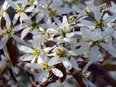 ​KORINTE GLUDĀ - KAILĀ / Amelanchier Leavis „BALLERINA”