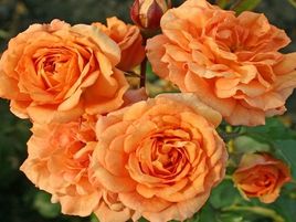 roze-bentheimer gold_floribundroze_siguldasdarznieks-rožu stādi