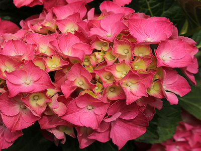 HORTENZIJA LIELLAPU   /  Hydrangea macrophylla           “Baladia Pink”
