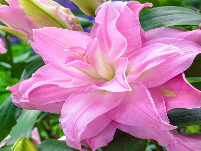 LILIJA AUSTRUMU „ROSELILY EDITHA”
