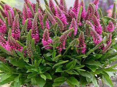 ​VERONIKA VĀRPU / VERONICA SPICATA „BUBBLEGUM CANDLES”