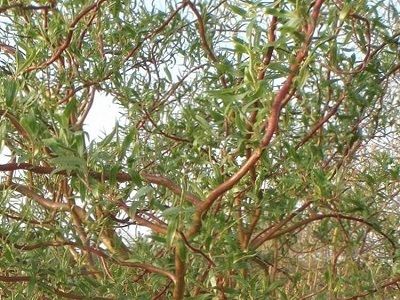 ​MATSUDĀNAS VĪTOLS / Salix matudana „TORTUOSA”