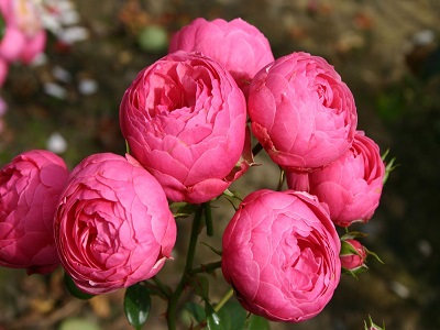 FLORIBUNDROZE POMPONELLA