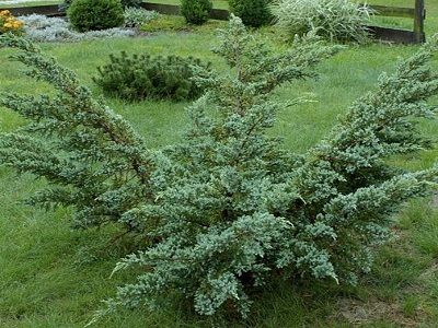 ​KADIĶIS ZVĪŅAINAIS / Juniperus squamata „MEYERI COMPACTA”