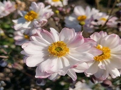 anemones stādi_