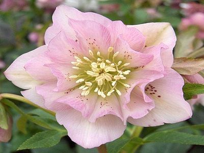 ziemziede-„DOUBLE ELLEN PINK”-stādi_siguldasdarznieks_daudzgadīgas puķes