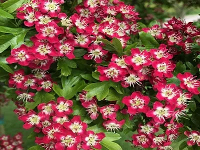 ​VILKĀBELE DIVIRBUĻU Crataegus laevigata „CRIMSON CLOUD”