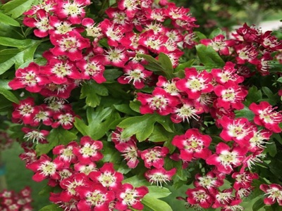 ​VILKĀBELE DIVIRBUĻU Crataegus laevigata „CRIMSON CLOUD”
