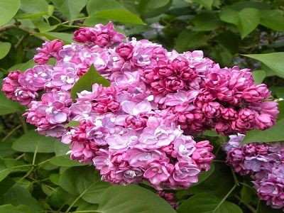 PARASTAIS CERIŅŠ / Syringa vulgaris „ PRINCESSA STURDZA”