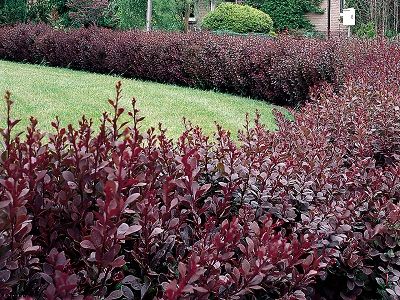 BĀRBELE TUNBERGA / BERBERIS THUNBERGII „ATROPURPUREA”