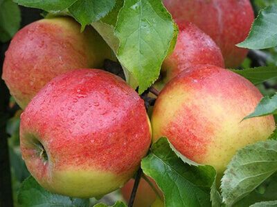 MALUS DOMESTICA