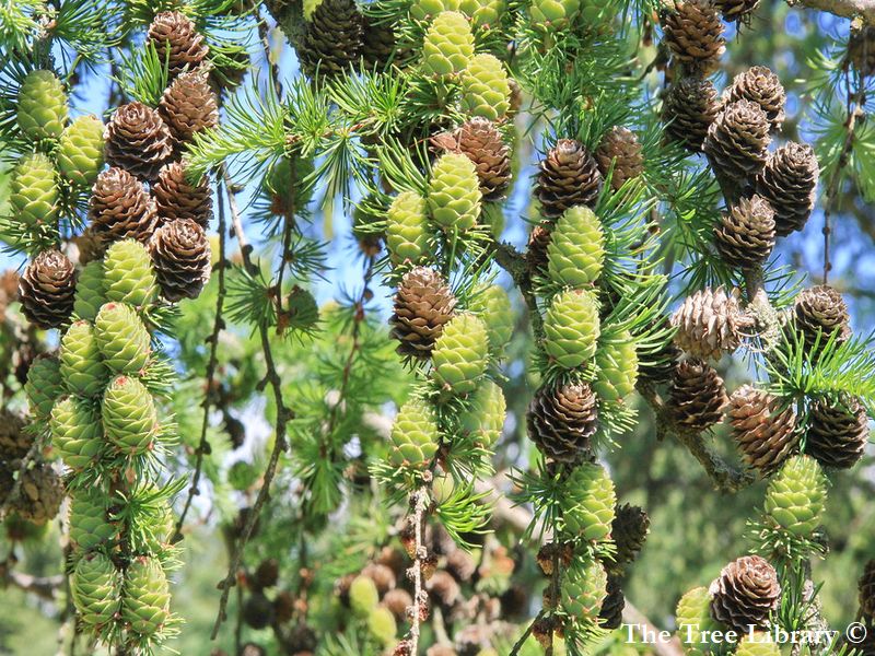 ​LAPEGLE JAPĀNAS / LARIX KAEMPFERI