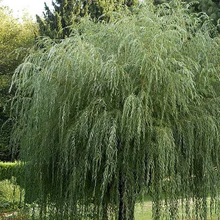Vītols