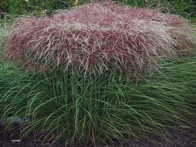 MISKANTE ĶĪNAS / MISCANTHUS SINENSIS „POLONUS”graudzāles-dekoratīvas smilgas