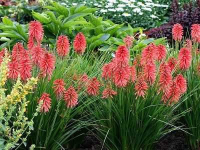 KNIFOFIJA „POCO RED” _siguldasdarznieks