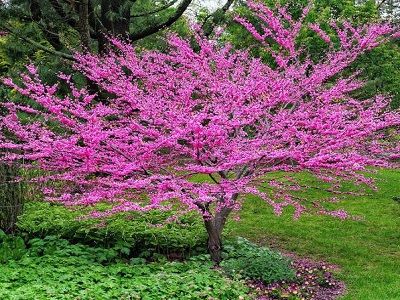 ​KANĀDAS JŪDAS KOKS Cercis canadensis