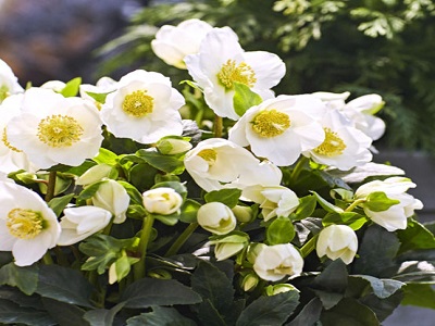 ZIEMZIEDE HIBRĪDĀ    / Helleborus hybridus                     „WINTERGOLD”