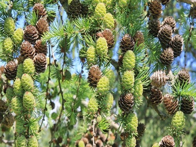 ​LAPEGLE JAPĀNAS / LARIX KAEMPFERI