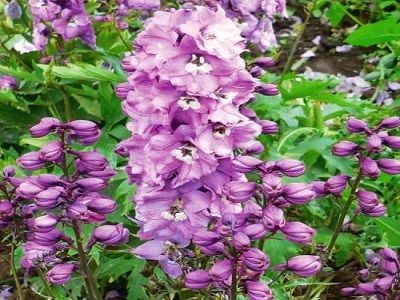 delfīnija Magic deep rose with bee