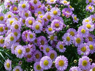 ZIEMASTERE SPILVENVEIDA /   ASTER DUMOSUS „BERYLL”