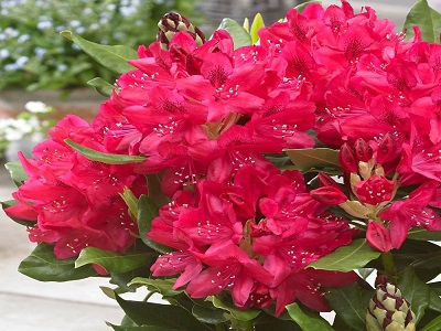 RODODENDRS /RHODODENDRON „NOVA ZEMBLA”