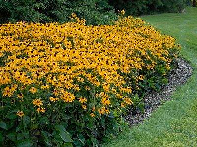 rudbekija „GOLDSTRUM”