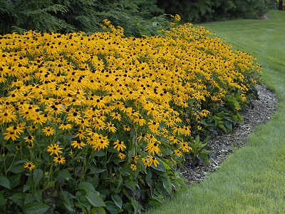 rudbekija „GOLDSTRUM”