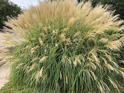 MISKANTE ĶĪNAS   /   MISCANTHUS SINENSIS „ADAGIO”