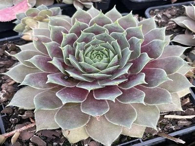 SAULRIETENIS    /  Sempervivum “BIG SAM PURPLE QUARTZ”