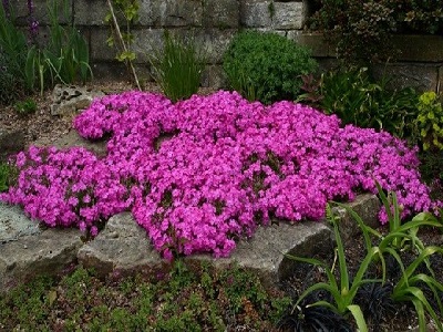 ​ASLAPU FLOKSIS Phlox subulata „MCDANIELS CUSHION”