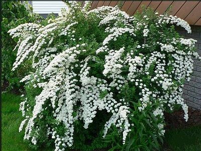 ​SPIREJA NIPONAS /SPIRAEA NIPPONICA „SNOWMOUND”