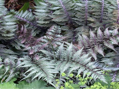 PAPARDE - JAPĀNAS SIEVPAPARDE / Athyrium niponicum „METALLICUM”