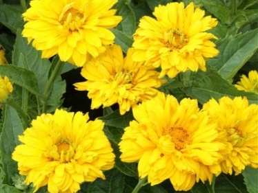 saule sirds saule sirds