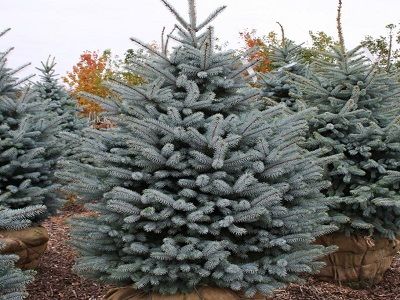 ​EGLE ASĀ (SUDRABEGLE) / Picea pungens „BABY BLUE”