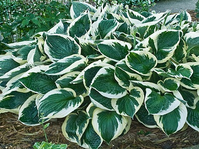 HOSTA „MINUTEMAN”