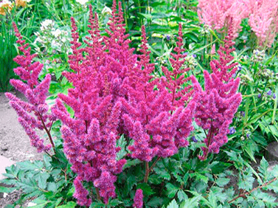 ASTILBE CHINENSIS VAR.TAQ. „PURPURKERZE”