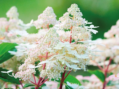 ​HORTENZIJA SKARAINĀ / Hydrangea paniculata “EARLY HARRY”