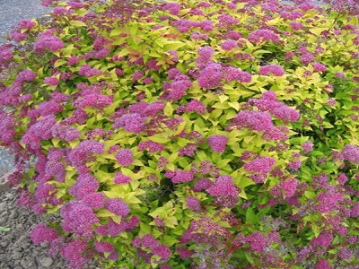 ​SPIREJA JAPĀNAS /SPIRAEA JAPONICA „GOLD MOUND”