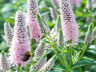 VERONIKA GARLAPU  /  VERONICA LONGIFOLIA „FIRST CHOICE”
