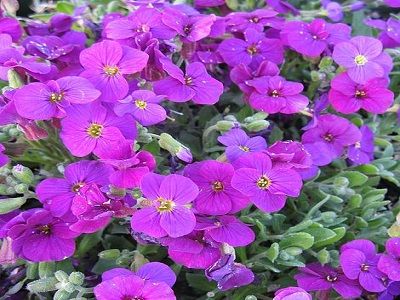 ​OBRĒTA / AUBRIETA „AXCENT DEEP PURPLE”