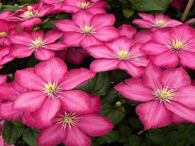 kLEMATIS / CLEMATIS „VILLE DE LYON”