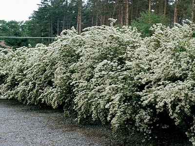 ​SPIREJA VANHUTA / Spiraea x vanhouttei